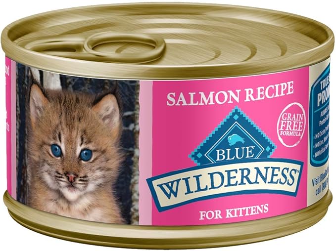 blue wilderness cat