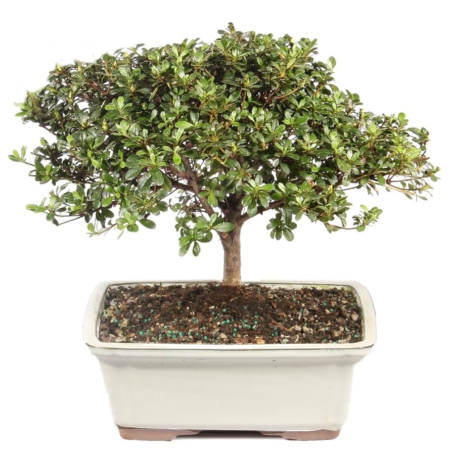 さつき 盆栽Japanese Azalea 図鑑　他合計10冊セット　超お買い得 さつき 盆栽Japanese Azalea 図鑑 他合計10冊セット 超お買い得