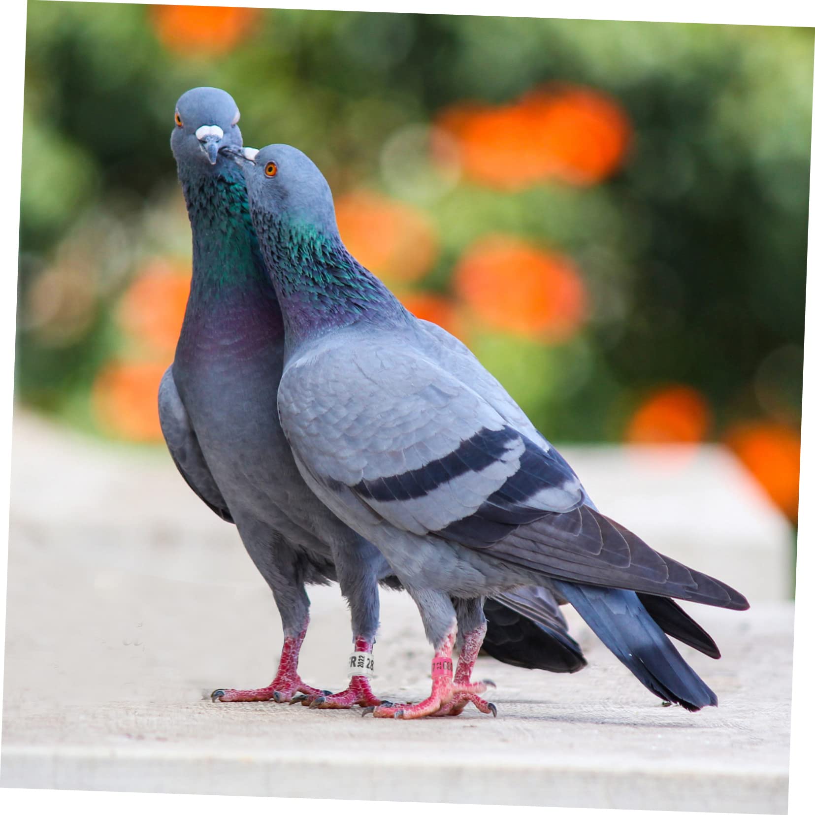 minkissy 300piezas Anillas De Identificación para De Anillas De Coloridas para Aves De Usar y Almacenar para Entrenamiento y Gestión De Aves Domésticas