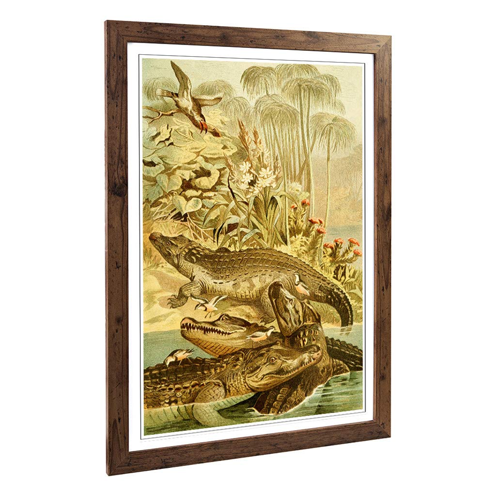 Big Box Art Framed Print of Vintage Brehms Tierleben 1893 Nile Crocodile Design | Wall Art Picture | Home Decor for Kitchen, Living Room, Bedroom, Hallway, Walnut, A2 / 24.5x18 Inch / 62x45cm