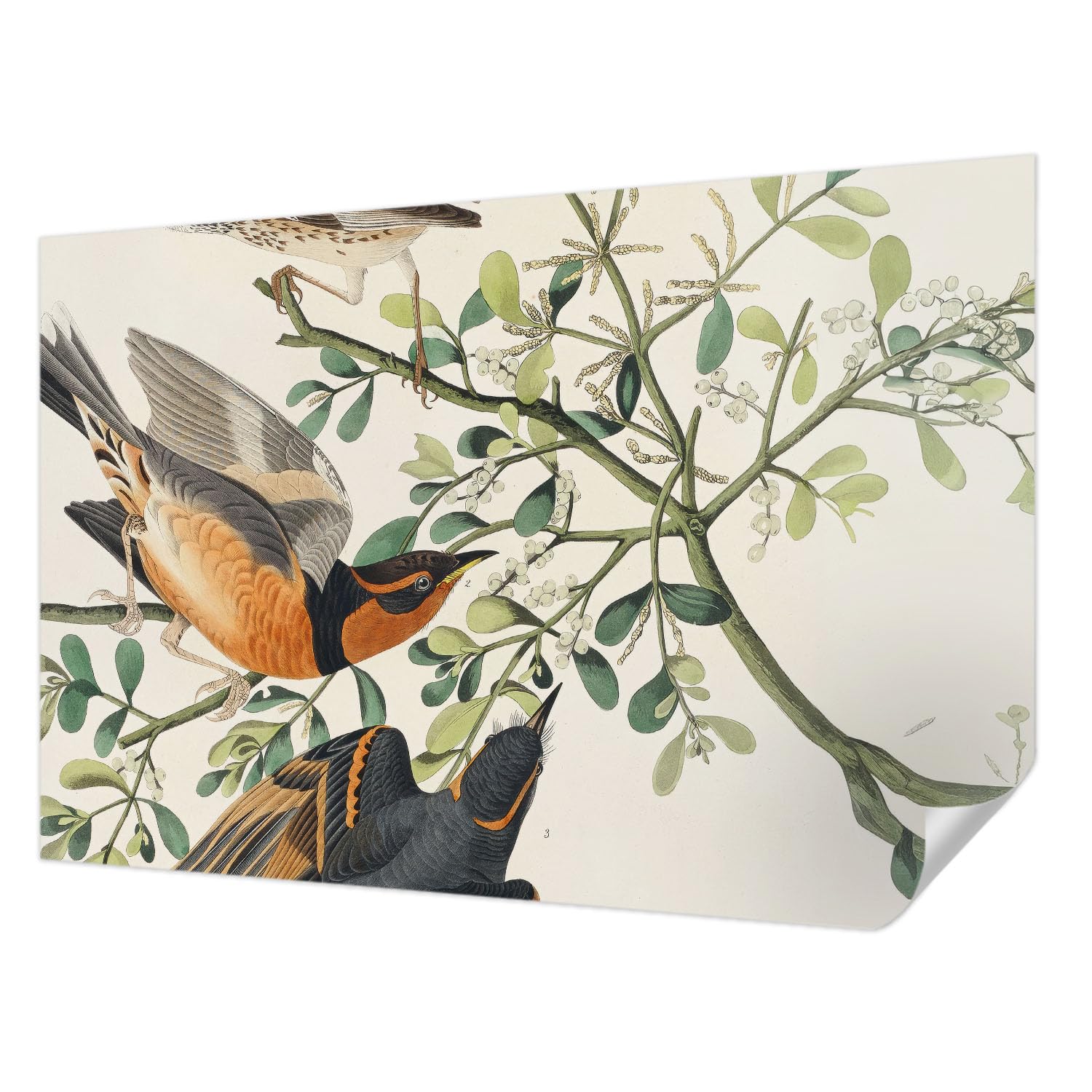 Papier peint auto-adhésif oiseaux pour chambre : transformez votre décoration intérieure