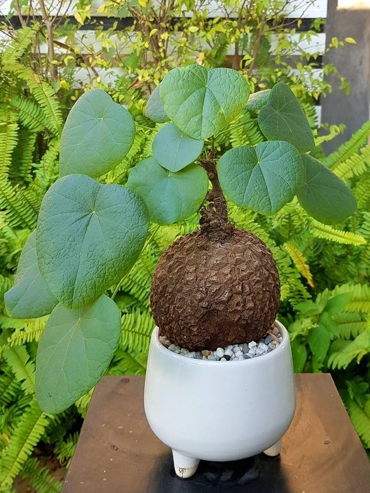 Stephania for Planting UK, Hardy Perennial, Excellent Display, Mix Greening Flower, Natural Organic, Wedding, Balcony Garden-1 Bulbs-H