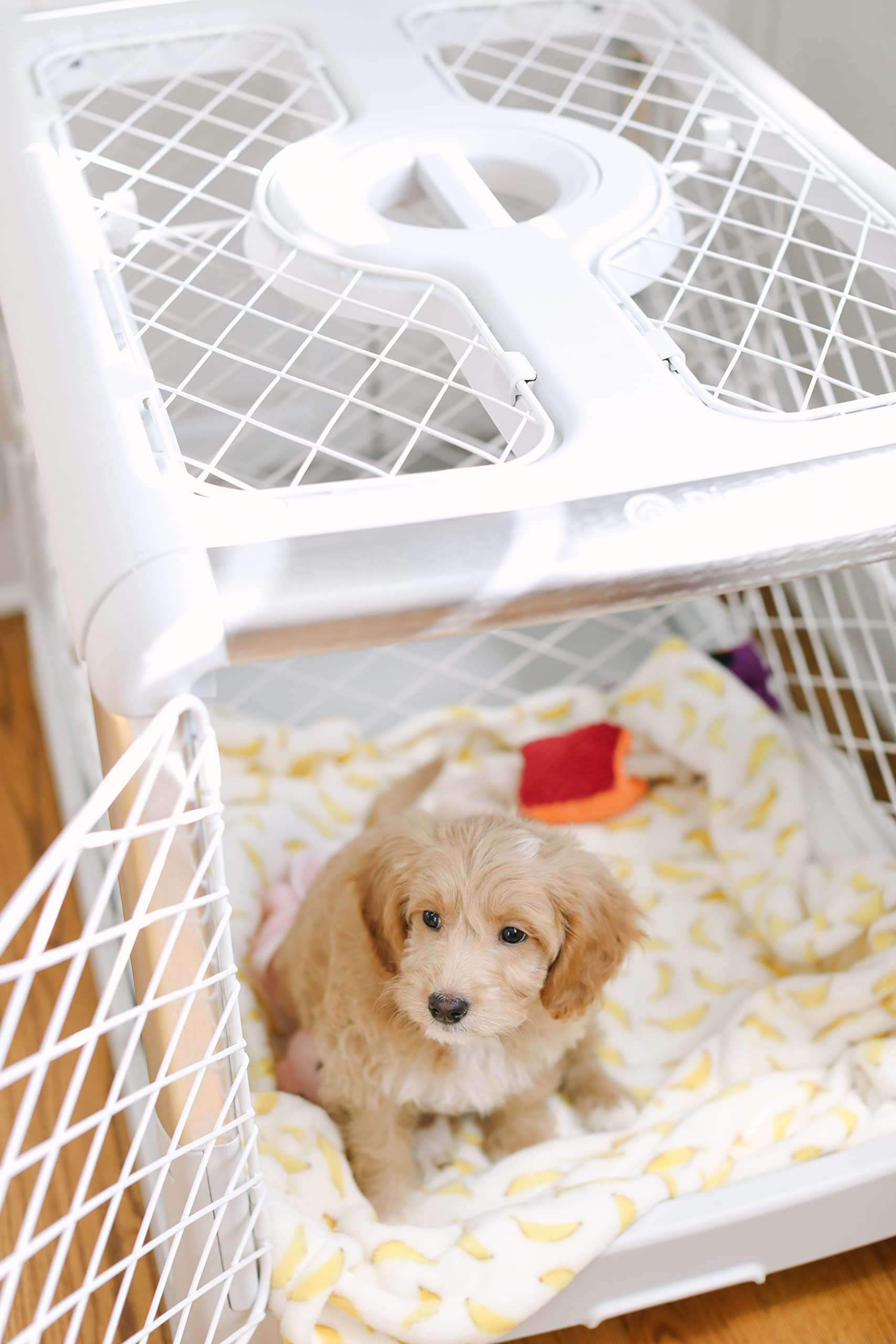 Diggs Revol Dog Crate (Collapsible Dog Crate, Portable Dog Crate