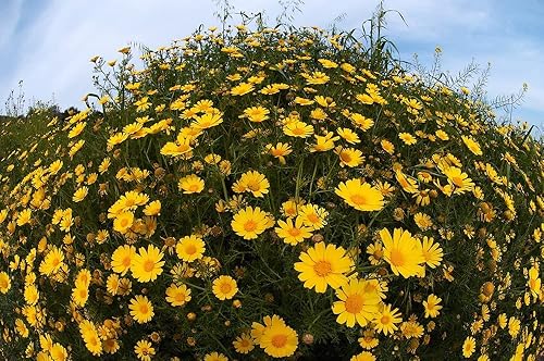 Miniatura 4 de 1000 semillas Crown Daisy - Rau Tan O - Guirnalda de verduras de crisantemo Chuleta de crisantemo Suey Green| Sin OMG | Orgánico | Heirloom