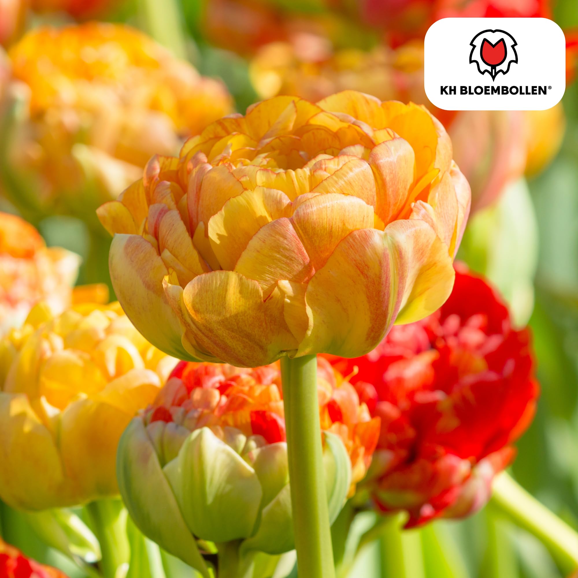 Bulbos Tulipán Gudoshnik Double, para Jardín, Multicolor, Set de 20 Bulbos