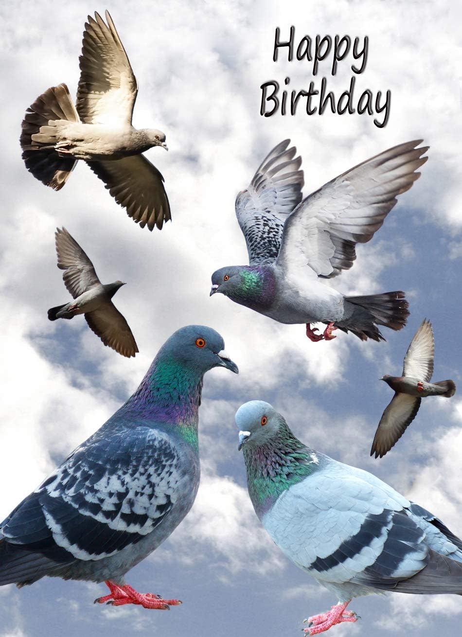 Racing Homing Pigeon Birthday Card : Amazon.co.uk: Stationery & Office