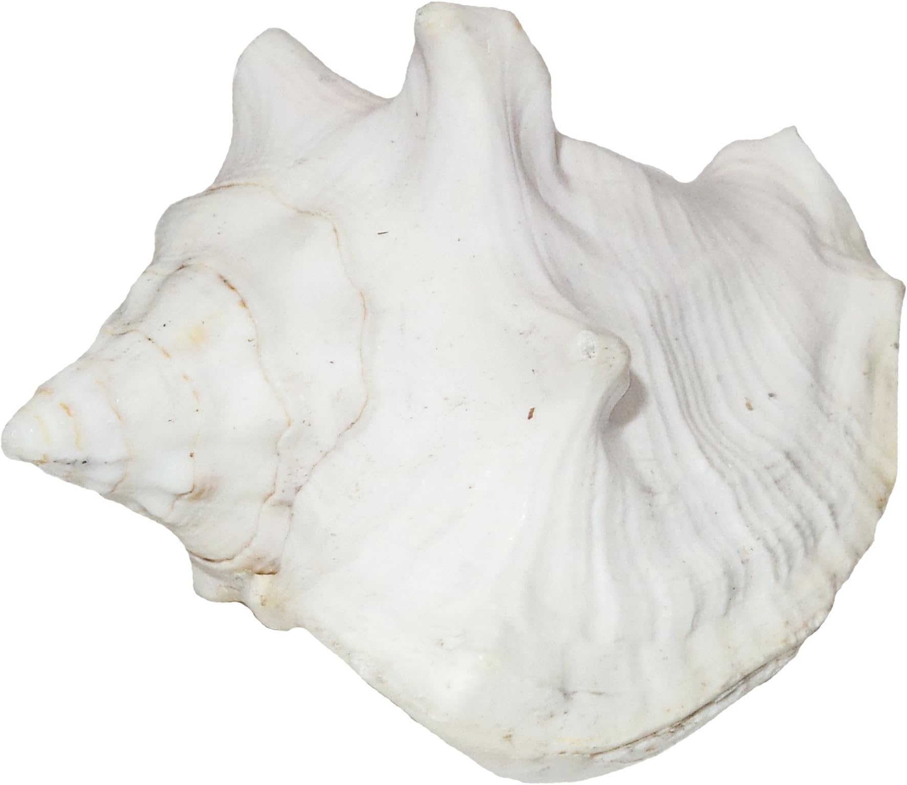 U.S. Shell, Inc. 05188 Milk Conch Shell, 3 to 4 inches
