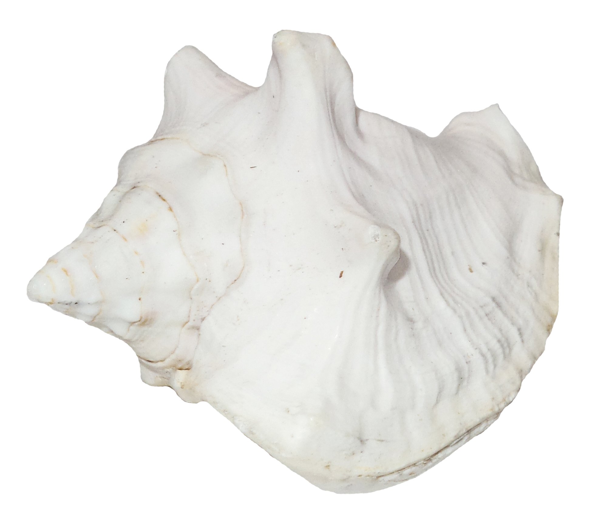 U.S. Shell, Inc. 05188 Milk Conch Shell, 3 to 4 inches
