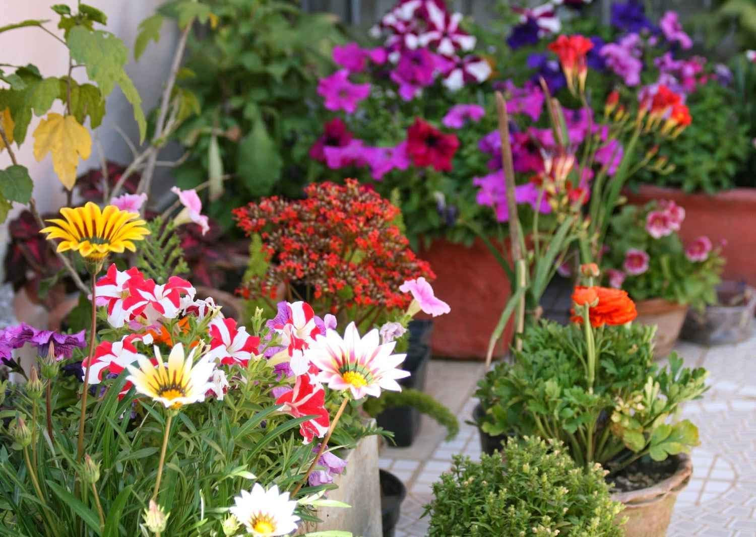 Delorea Twenty Winter Flower Seeds(4800+ Seeds). GET FREE COCOPEAT BLOCK AND INSTRUCTION MANUAL