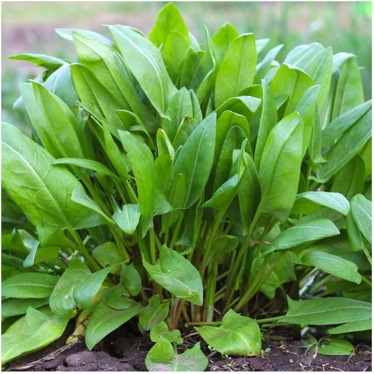Everwilde Farms - 1 Oz Large Leaf Sorrel Herb Seeds - Gold Vault