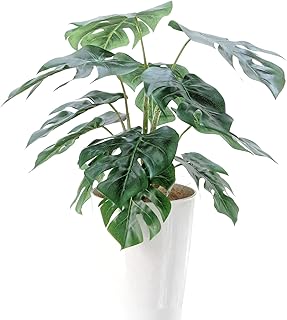 Official  Artificial Flower Dot Com 92451 Premium Photocatalyst Fake Green 12 Leaves Height 19.7 - 23.6 inches 50 - 60 cm, Width 17.7 inches 45 cm, Depth 15.7 inches 40 cm White Round Pot