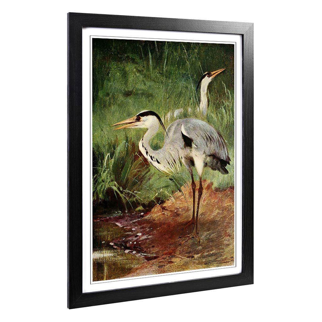 Big Box Art Framed Print of Vintage W Kuhnert Heron Design | Wall Art Picture | Home Decor for Kitchen, Living, Dining Room, Bedroom, Hallway, Office, Black, A2 / 24.5x18 Inch / 62x45cm