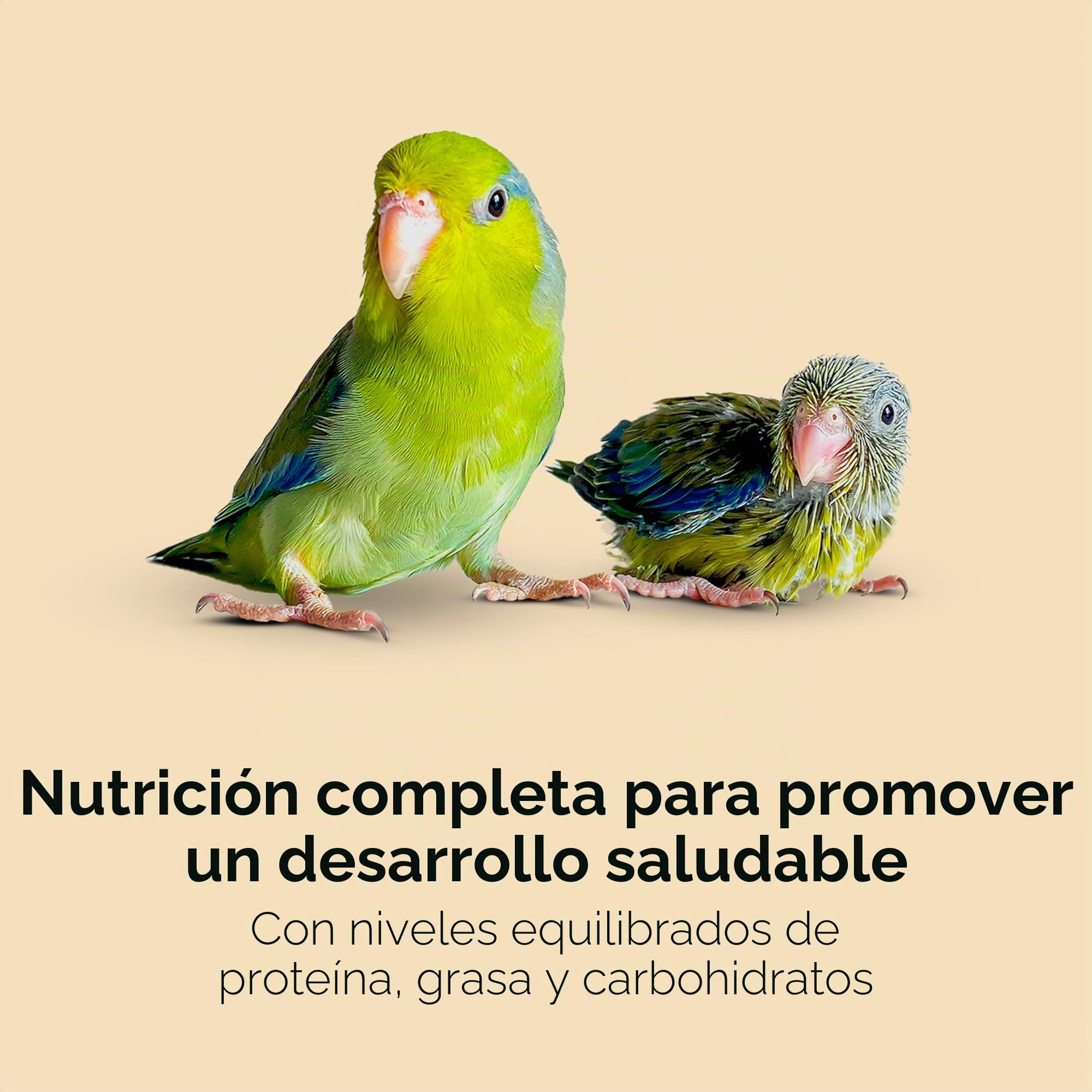 Kaytee Alimentación Manual exacta para pájaros bebés, 18 onzas