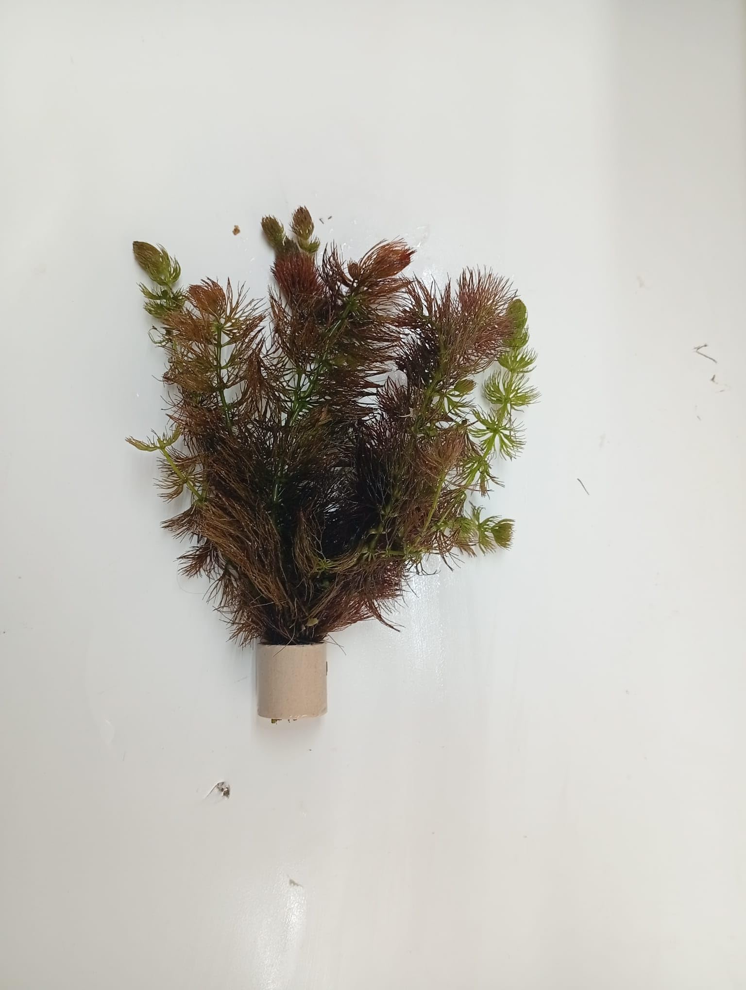 Ceratophyllum submersum, Hornkraut Aquarium, Wasserpflanzen, 5 Bund