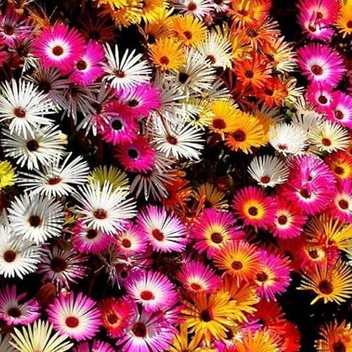 KVITER 2000 semillas Daisy ICE Plant Livingstone Mix Dwarf 5 pulgadas, tolerante a la sequía, semillas frescas orgánicas para plantar, semillas para
