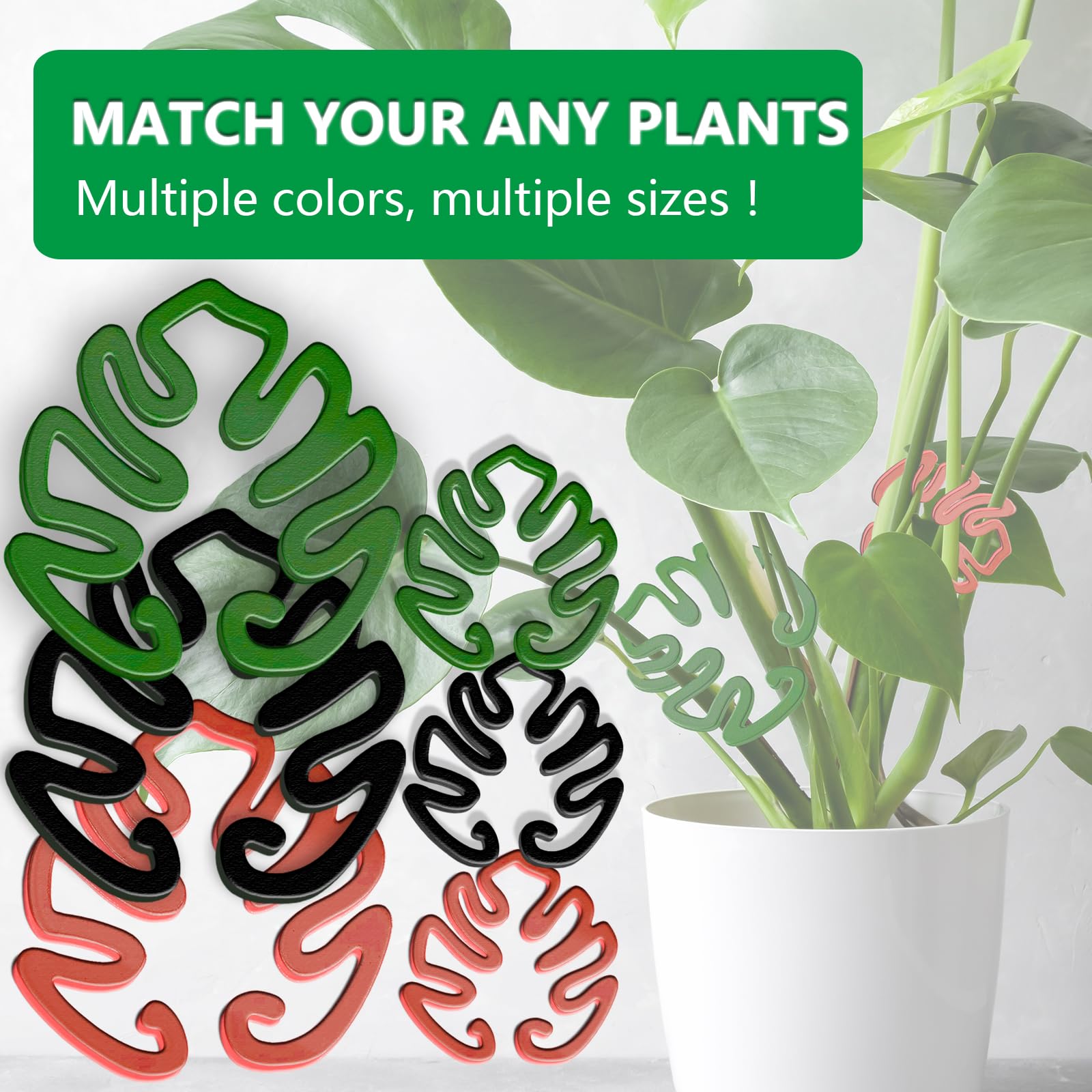 zamia palm plant Explore Our Cardboard Palm Tree