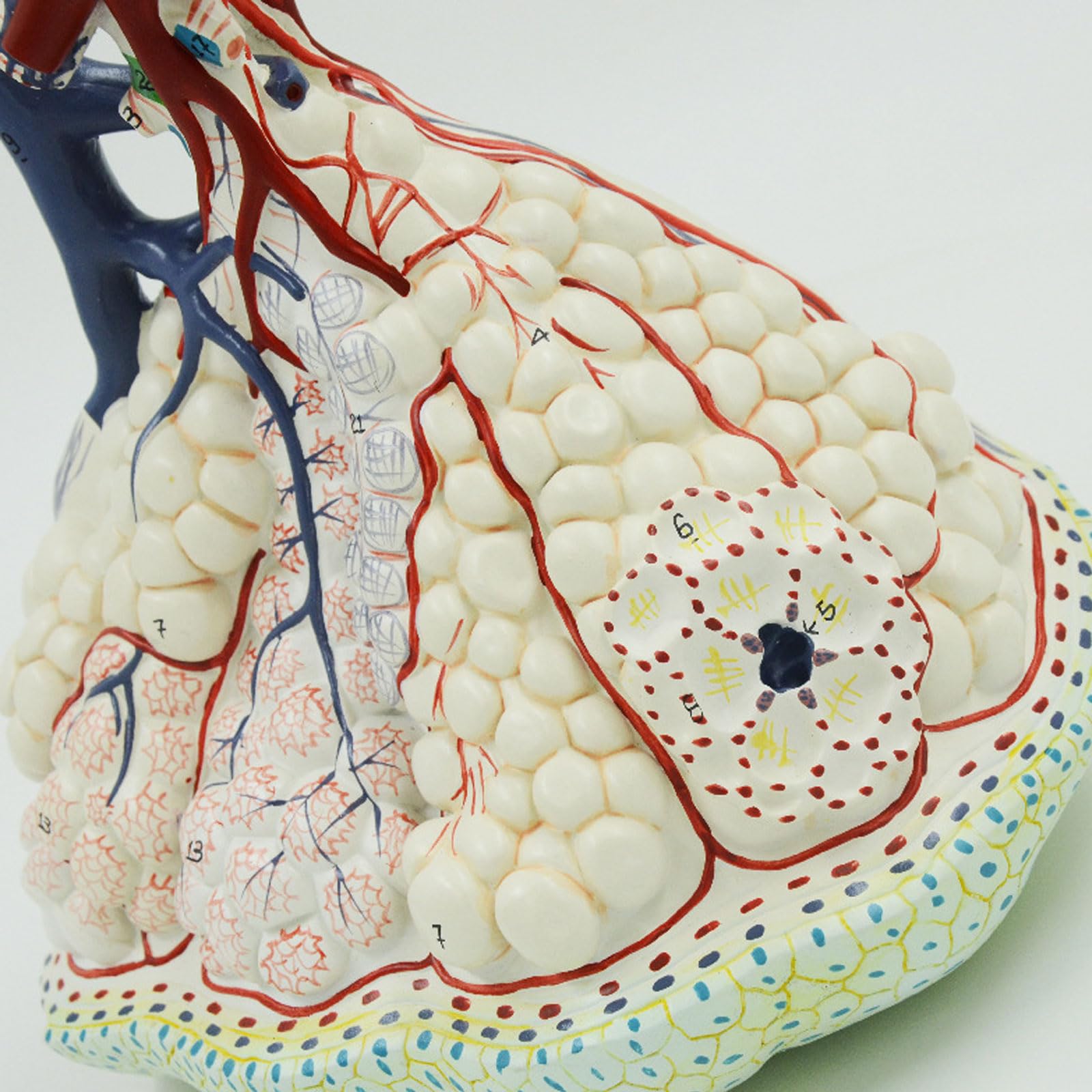 Anatomiczny, Medyczny Model Płuc, Model Powiększania Płata Płata Płucnego, Anatomiczne Modele Narządów, Materiały Dydaktyczne Wykonane Z PCV