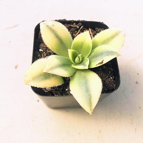 Aeonium Sunburst - Suculenta rara roseta tricolor, planta viva abigarrada en maceta de 2 pulgadas, suculenta tolerante a la sequía de fácil cuidado,