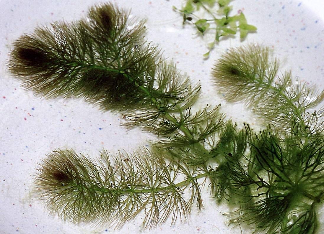 Ceratophyllum submersum, Hornkraut Aquarium, Wasserpflanzen, 5 Bund