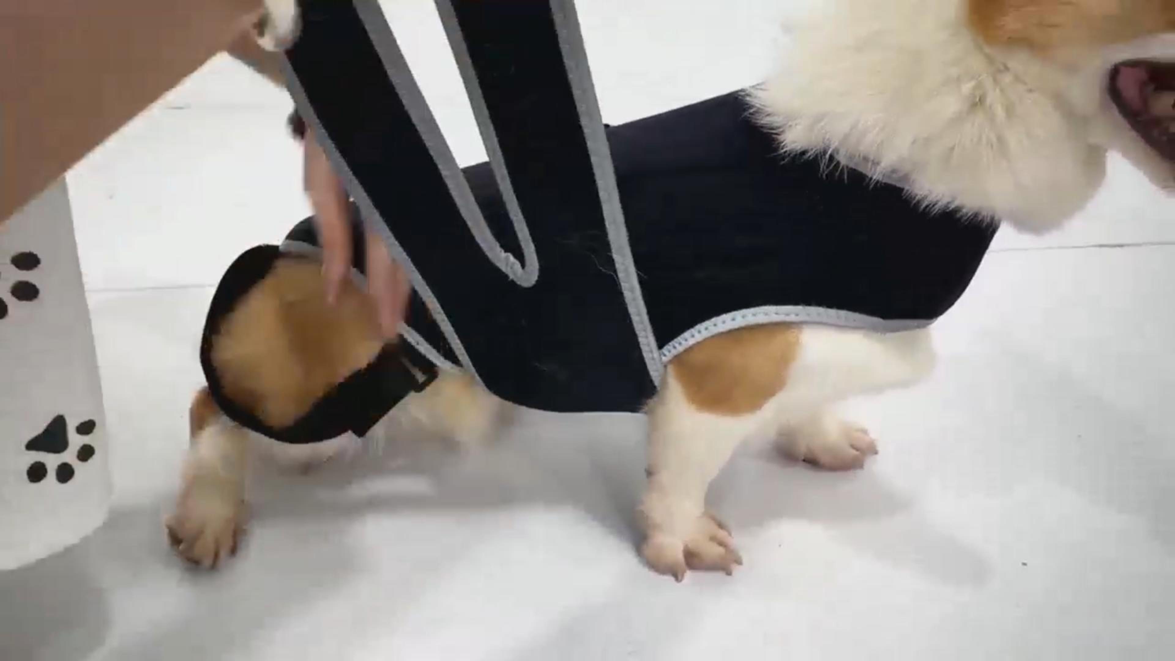 444.dogs専用 TIPOOP Dog Back Brace for IVDD, Arthritis and Pain Relief, Ivdd