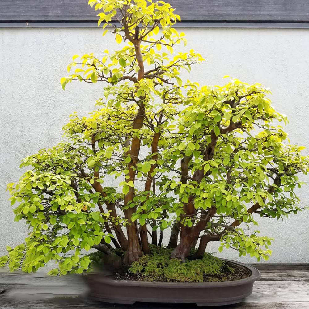 Samen Quittenbaum Winterhart Kaufen Quitte Spalierobst Bonsai Baum  ObstbUme KrUtergarten Winterharte KBelpflanzen Geschenke FR  Gartenfreunde Zimmerpflanzen Bio Saatgut Stauden 50Stck : Amazon.de: Garten