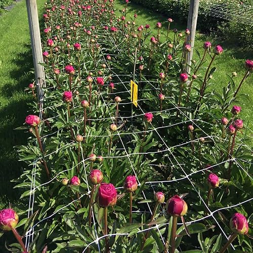 Miniatura 7 de EAPFCT Red de enrejado de 5 x 30 pies paquete de 2 unidades de poliéster resistente para plantas trepadoras red de enrejado de jardín de 6 pulgadas