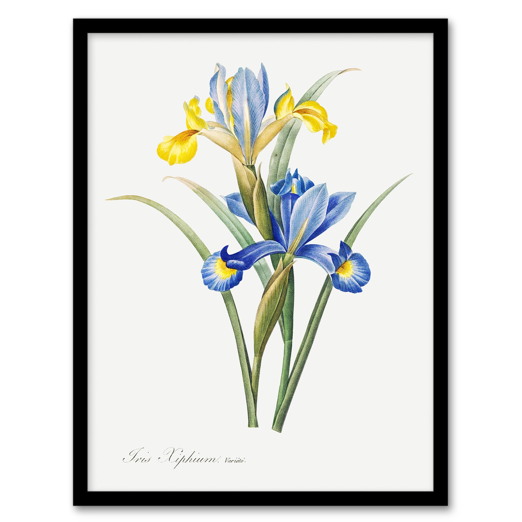 Artery8 Framed Wall Art Print - Spanish Iris Botanical - W12" x H16"