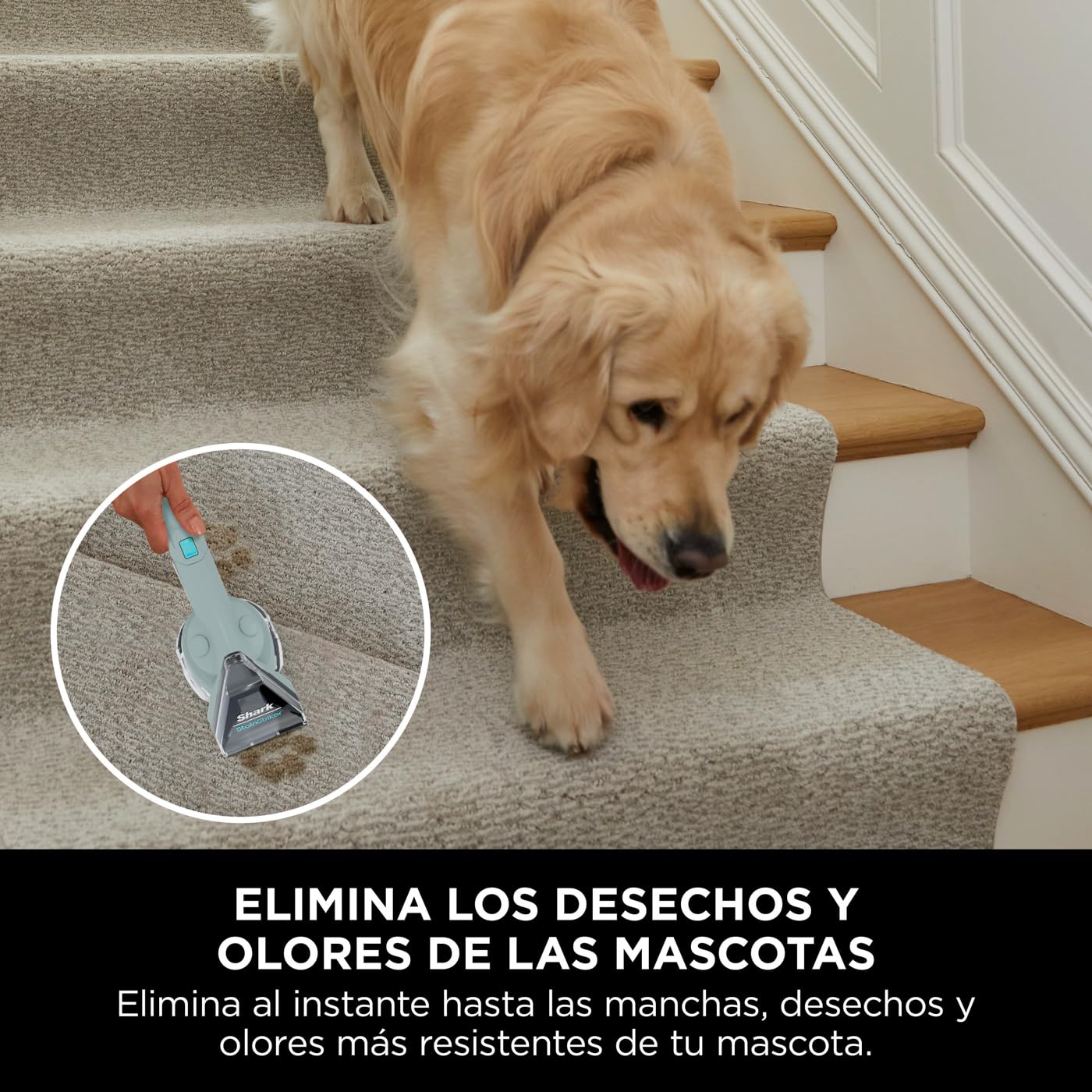 Shark StainStriker, Limpiador de Manchas con 5 Accesorios, 450W, PX200EUCP | Minicepillo para Pelo de Mascotas, Boquilla Estrecha, Tubo de Limpieza, 2 Soluciones de Limpieza Incluidas, Ligero, Gris