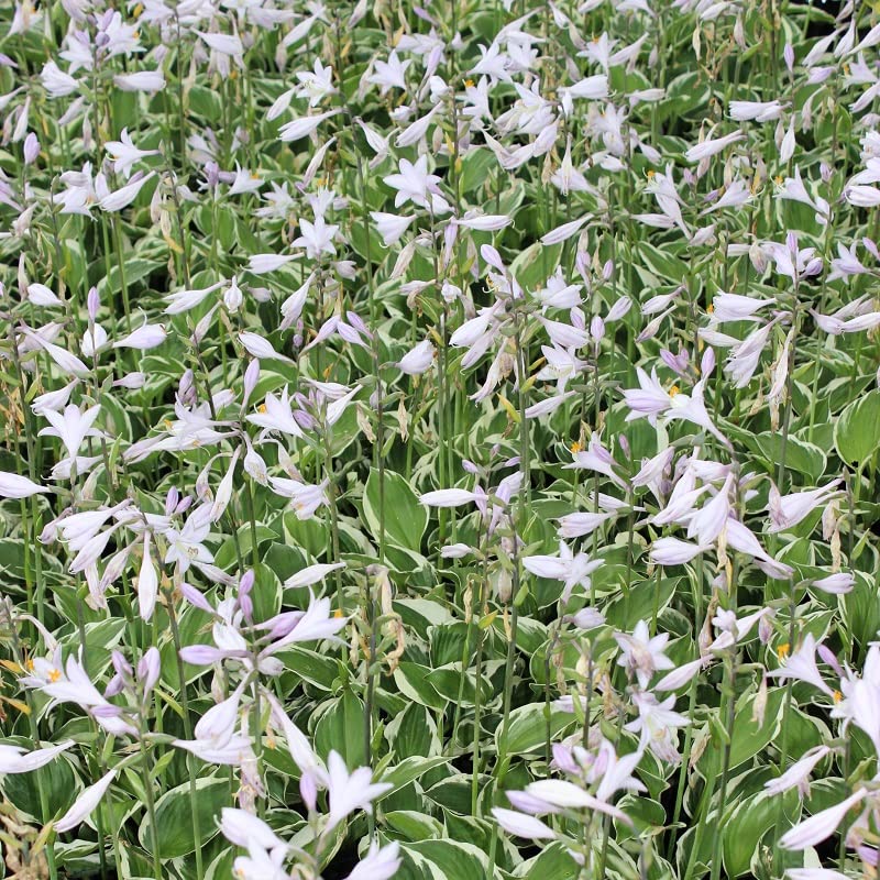 6x Hosta 'Patriot' – Vaso 9x9 cm – pianta da ombra foglia verde con bordo bianco