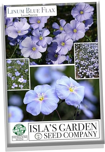 Semillas de flores de lino azul (Linum perenne) – Más de 250 semillas de reliquia sin OMG de Isla's Garden Seeds, delicadas flores azul cielo,