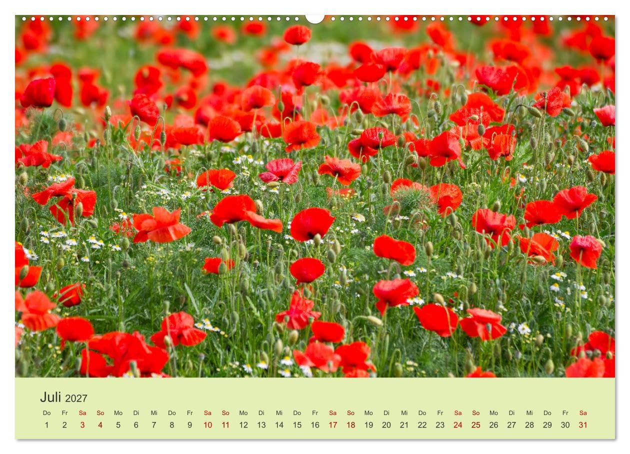 CALVENDO - Wilde Blumen - ein Spaziergang durch die Natur (hochwertiger Premium Wandkalender 2027 DIN A2 quer), Kunstdruck in Hochglanz: In den farbenfrohen Wildblumen zeigt sich die Artenvielfalt und