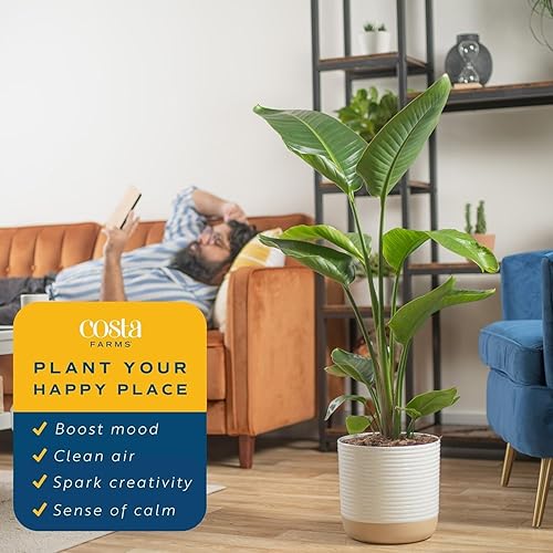 Miniatura 5 de Costa Farms White Bird of Paradise - Planta viva en maceta decorativa, planta de interior grande, perfecta para decoración del hogar, habitación u