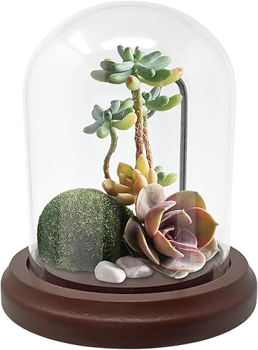 Miniatura 6 de BANBERRY DESIGNS Cúpula de cristal transparente con gancho y base, juego de 2 a 4.5 pulgadas de alto x 4 pulgadas de ancho, base de madera, cúpula