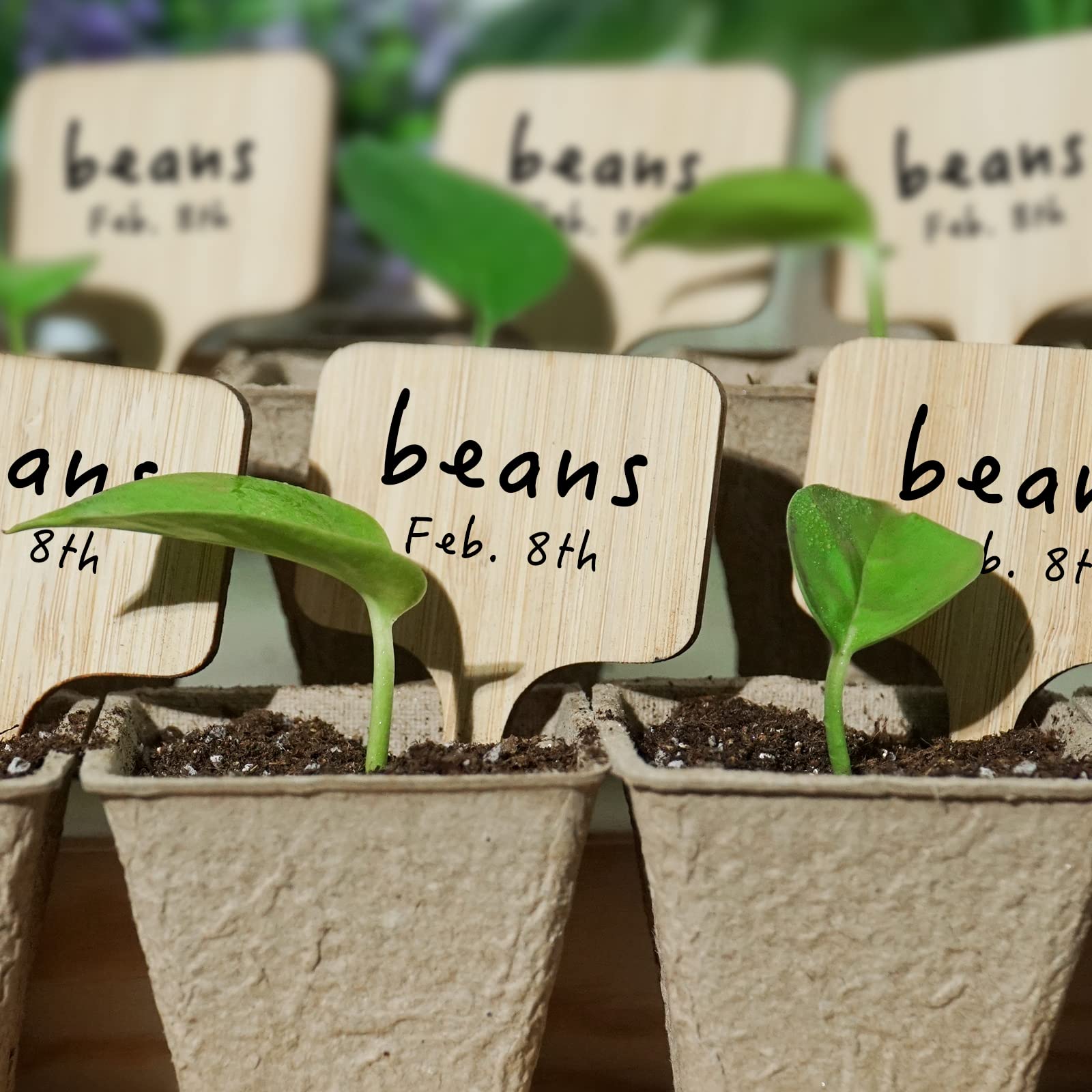 【Mark Borthwick: Are Plants People?】★値下げ 2025年最新】mark borthwickの人気アイテム - メルカリ