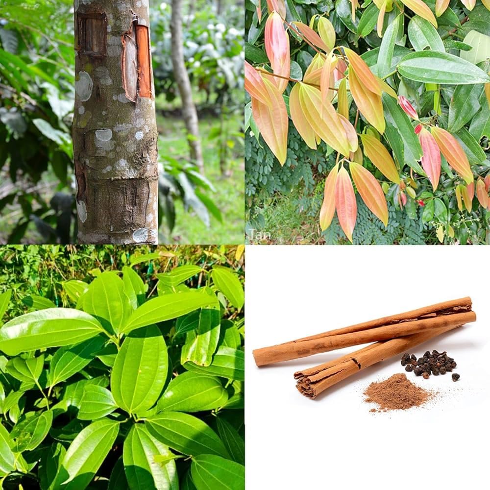 Hybrid original dalchini live plant Pack of 1 : Amazon.in: Garden