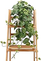CEWOR Realistic Artificial Pothos Hanging Plant in White Pot - Premium Silk Faux Greenery for Home Office Bedroom Shelf Decor (Green, 32in)