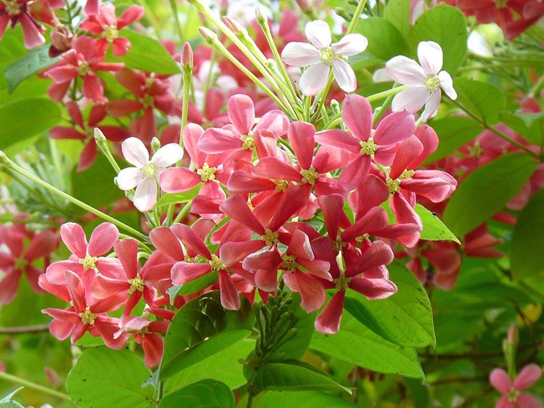 OXTIC Rare Live Madhumalati Honeysuckle Rangoon Creeper Flower Plant In Pot (B08XPL49X8) Amazon Price History, Amazon Price Tracker