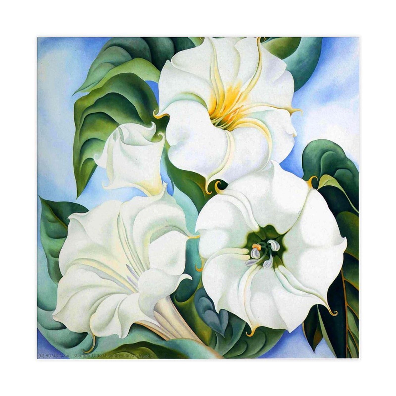WCYB Jimson Weed by Georgia O'Keeffe Posters Prints Canvas Deco Paintings Wall Art Unframe 24" L X 24" W