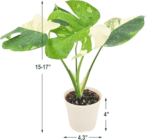 Miniatura 5 de Arcadia Garden Products LV70 Live Monstera Thai Constellation - Planta de interior abigarrada rara en maceta de plástico blanco, 4 pulgadas, no se