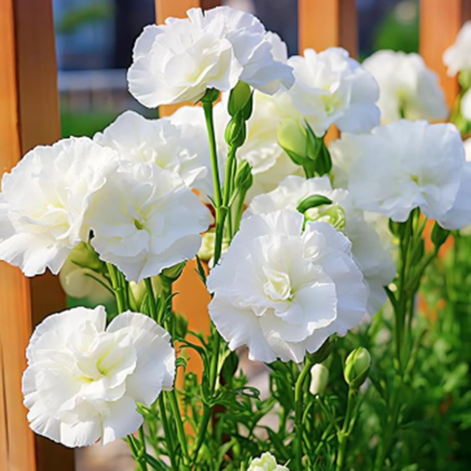 50 Graines D'Eustoma (Lisianthus) - Fleurs Élégantes Pour Jardin Ou Balcon - Facile à Cultiver
