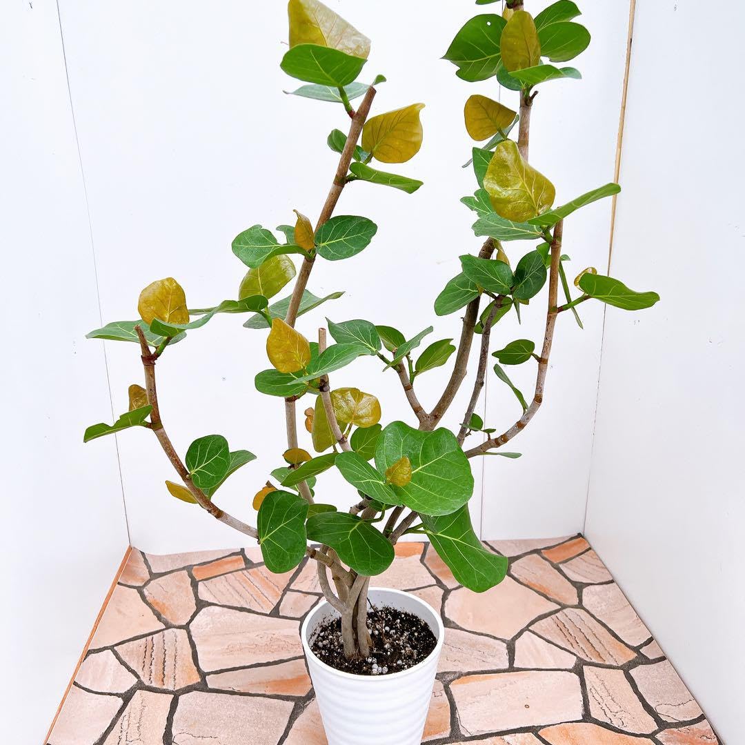 Amazon｜海葡萄 シーグレープ 曲がり 特大 13番 観葉植物 インテリア