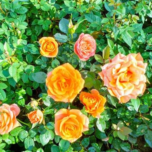 Miniatura 5 de Rose Plant Live, planta viva de rosales para plantar tu jardín, flores fragantes flores vibrantes, 5-9 pulgadas de alto bien arraigadas (rosa