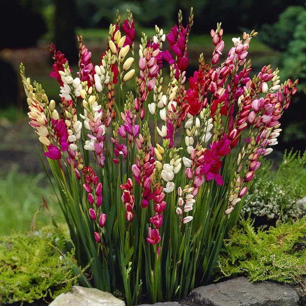 LIVE GREEN Ixia/African Corn Lily Imported Flower Bulbs
