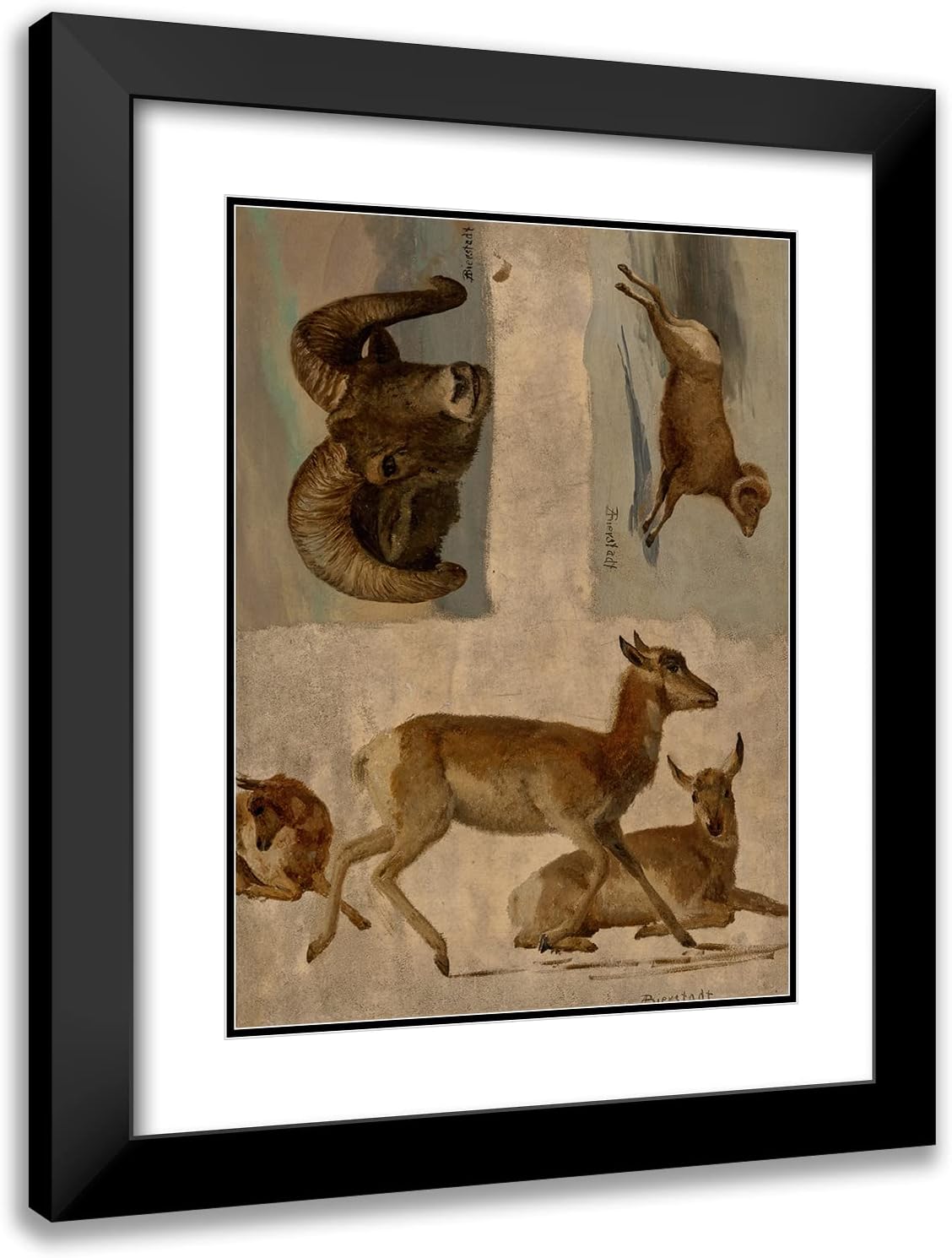 ArtDirect Albert Bierstadt 19x24 Black Modern Frame and Double Matted Museum Art Print Titled - Study of Bighorn Sheep and Antelope