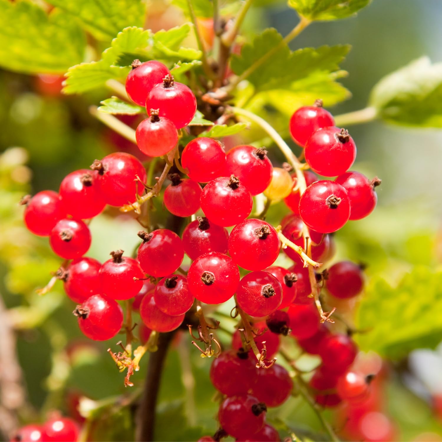 Red Currant Bush Live Plant