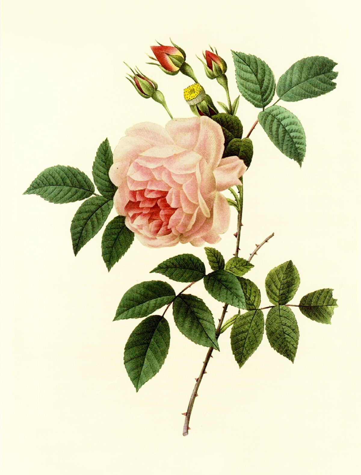 Waterslide Decals (4pcs 2.5x3.5each) Pale Pink Rose FLONZ 0724 Waterslide Decals (4pcs 2.5x3.5each) Pale Pink Rose FLONZ 0724