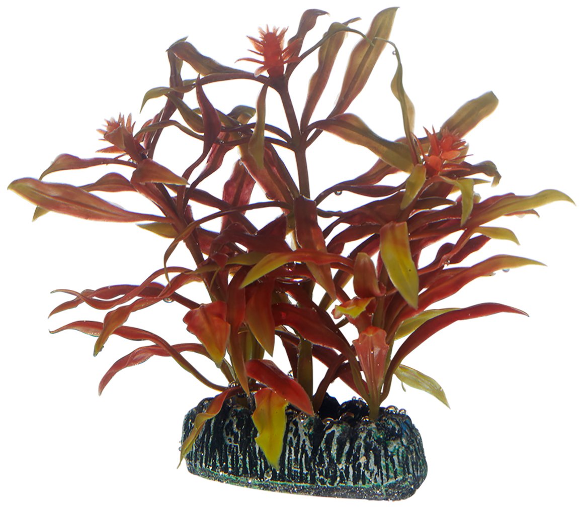 Hobby Nesaea Aquarium Plant 7 cm