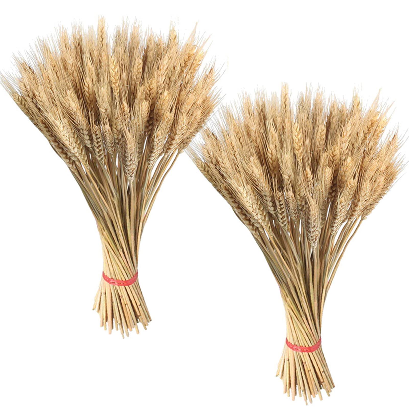 Wheat Bunch Dried Flowers, 200 Dried Wheat Stems, Natural Dried Wheat Sheaves Stalks Bouquet Bundles, Artificial Dried Wheat for Fireplace Home Kitchen Church Table Wedding Store Wreath Decoration