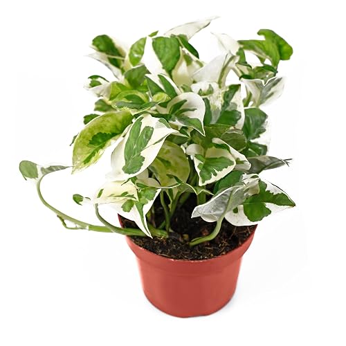 California Tropicals Pothos 'N Joy - 4" Live Plant -