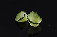 Vista 6 de Okabe YS-01 Rebanadora de verduras